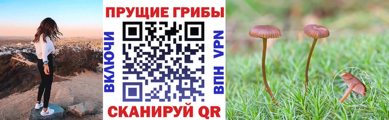 Галлюциногенные грибы прущие грибы  Зеленокумск 
